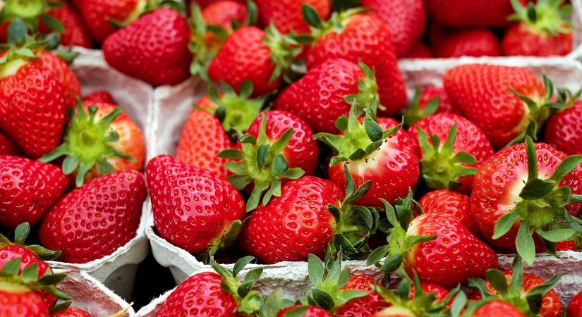 A szezonon kívüli eper árnyoldala: környezetkárosítás és kizsákmányolás