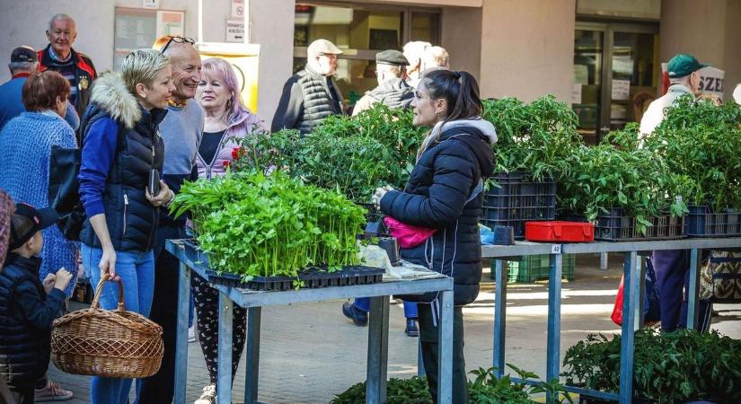 Divat lett a kertészkedés, megéri palántákat ültetni (fotókkal)
