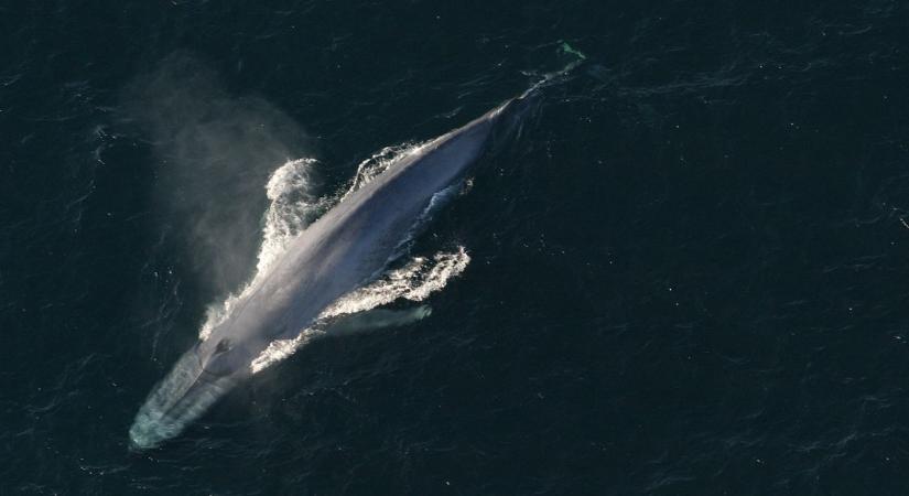 Közel negyven év után a nagy kék bálnák visszahódítják a déli sark vizeit