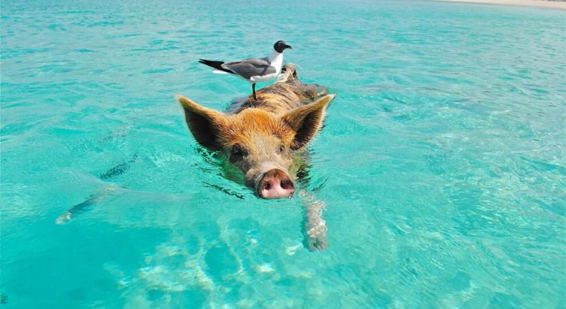 A hosszú hétvégén már több helyen is strandolhatunk