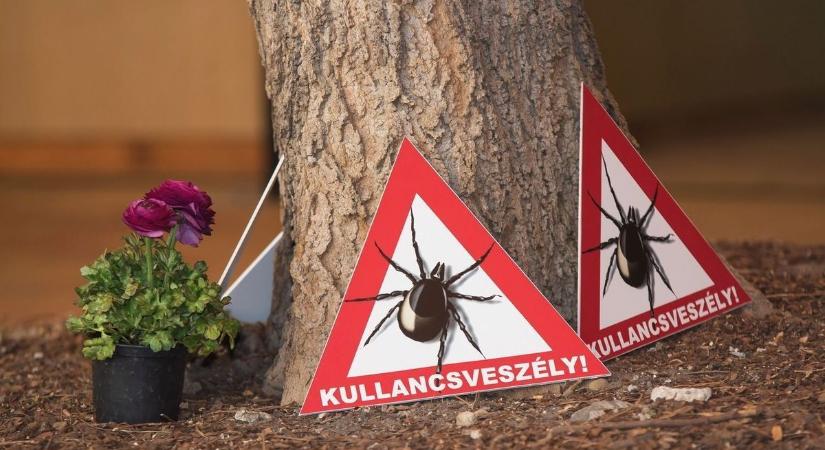 Új applikációt vetettek be a halálos kórt terjesztő kullancsok nyomon követésére