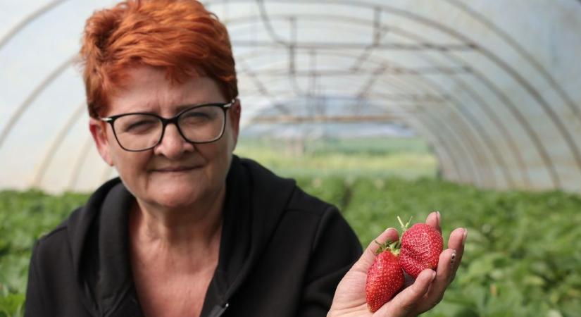 Eperből is a hazai az igazi – édes, nagyszemű és jellegzetes zamata van