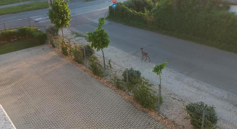 Bambi elszabadult: őzet videóztak le a forgalmas debreceni út közelében