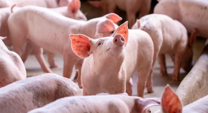A száj- és körömfájás után afrikai sertéspestis Dél-Szlovákiában – 18 ezer hízósertést kell leölni