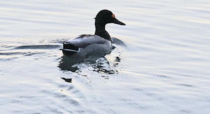 Megdöbbentő: nyíllal átlőtt fejű kacsa úszkál a Balatonban