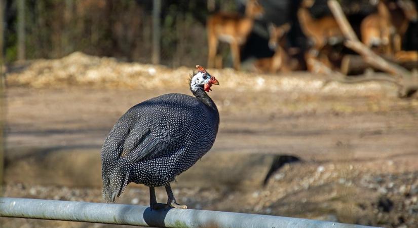 A kert legőrültebb lakója: a gyöngytyúk – csak haladóknak!