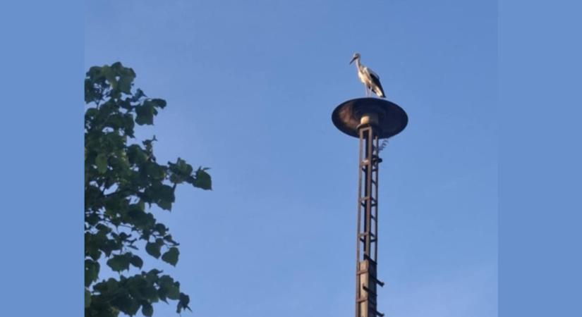 Gólyalázban égnek a sárisápiak