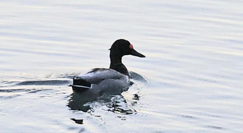 Ki tette ezt? Nyílvessző áll ki a kacsa fejéből, úgy úszkál a Balatonban