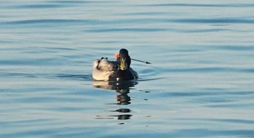 Ilyet még nem láttunk: egy nyíllal átlőtt fejű kacsa úszkál a Balatonban (FOTÓ)