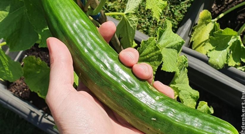 Kígyóuborka termesztése balkonládában: így állj neki!