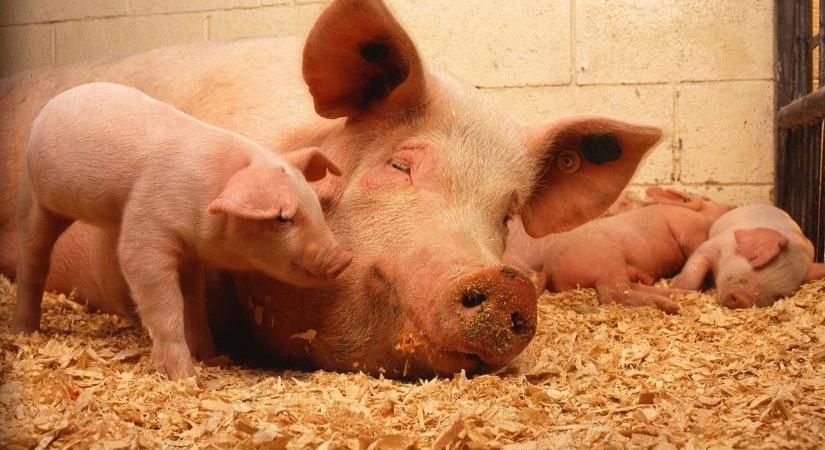 Súlyos az afrikai sertéspestis járvány Szlovákiában - 18 ezer disznót vágnak le