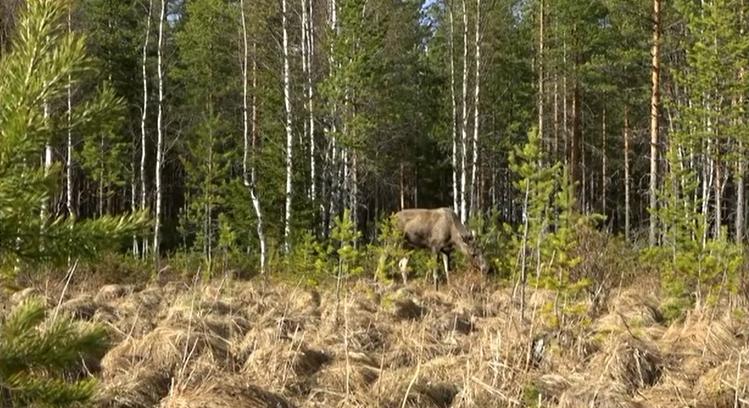 Világrekord – Napokig milliók nézték az élő közvetítést, ahogy 70 jávorszarvas vonul