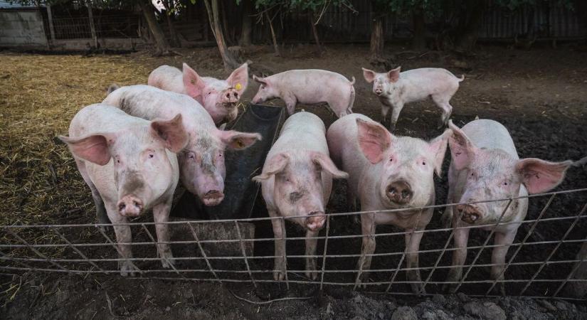 Felütötte a fejét az afrikai sertéspestis a szomszédban - 18 ezer disznót vágnak le