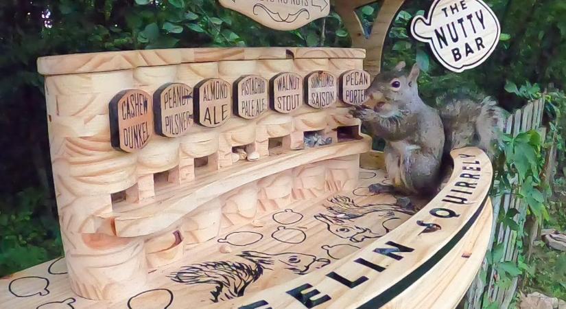 Mogyi bárt épített egy férfi a kertjében lakó mókusoknak-videó
