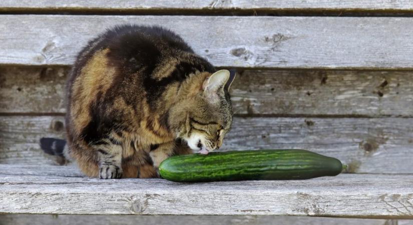 Rejtély megoldva: ezért félnek a macskák az uborkától