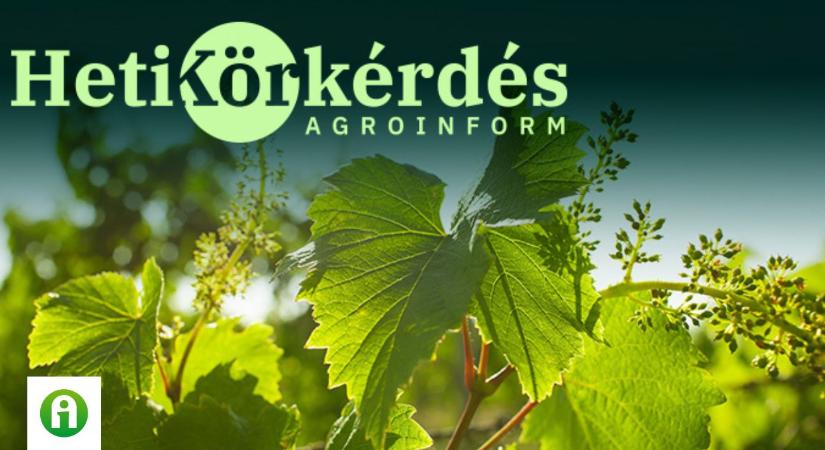Aktualitások a szőlő növényvédelmében – Heti Körkérdés