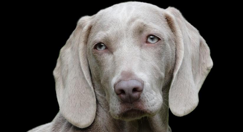 A weimari vizsla: ezüstszínű elegancia egy rakoncátlan szívvel