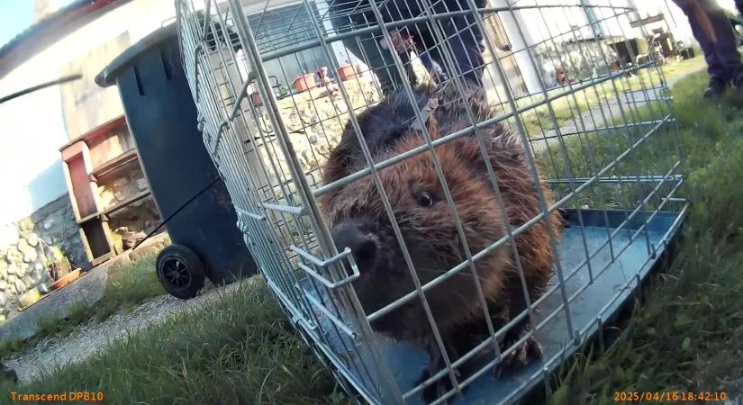 Hódot mentettek a természetvédelmi őrök Szilvásváradon - VIDEÓ