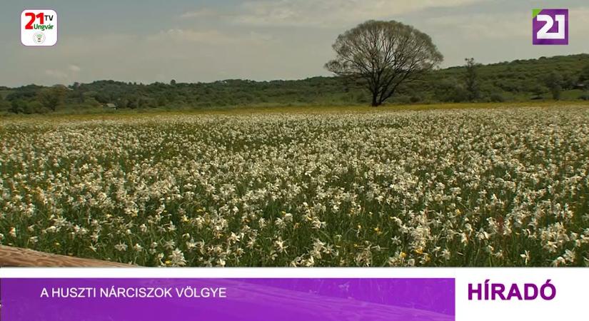 A huszti Nárciszok völgye (videó)