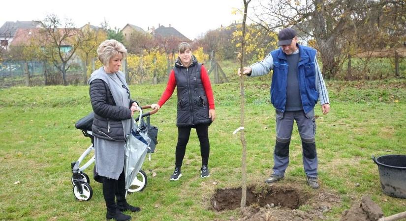Fákat ültetnek a város csecsemőinek – Így lehet jelentkezni!