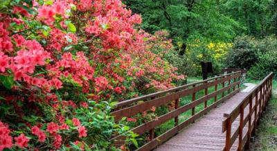 Rododendron virágzás a Jeli Arborétumban, 2025. május 18-ig