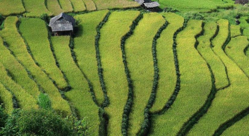 Vietnam fokozza az európai agrár-erdészeti exportot