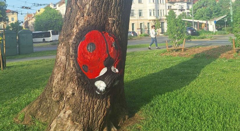 Kivágták alóla a fát, most már biztosan nem mászik tovább a Dugonics téri katicabogár