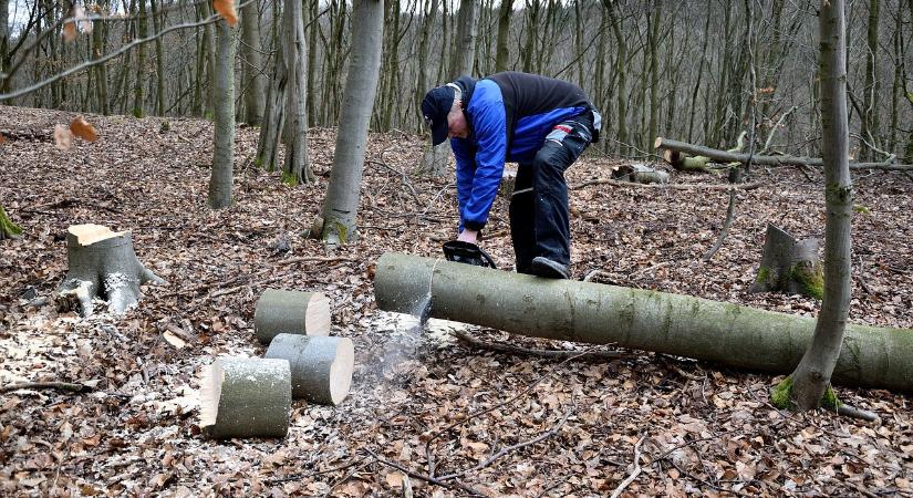 Borsod-Abaúj-Zemplén megyében kell félni a leginkább az illegális fakitermelőktől