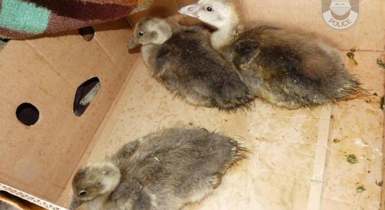 Nyári ludakat lopott a Balaton-felvidéki Nemzeti Park területéről