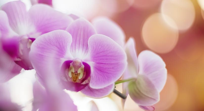 Szinte rögtön virágba borul az orchidea ettől a konyhai alapanyagtól