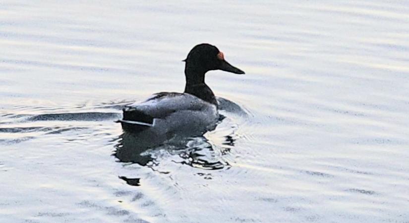 Nyíllal átlőtt fejű kacsa úszkál a Balatonban