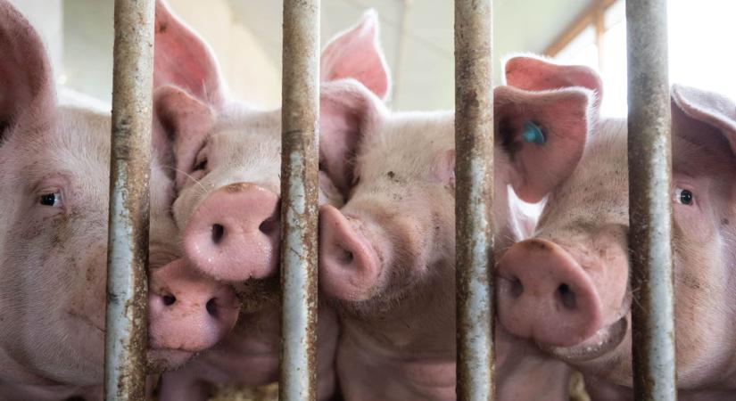 Központilag véreztethetnek ki állami szintű amerikai állatjóléti rendelkezéseket