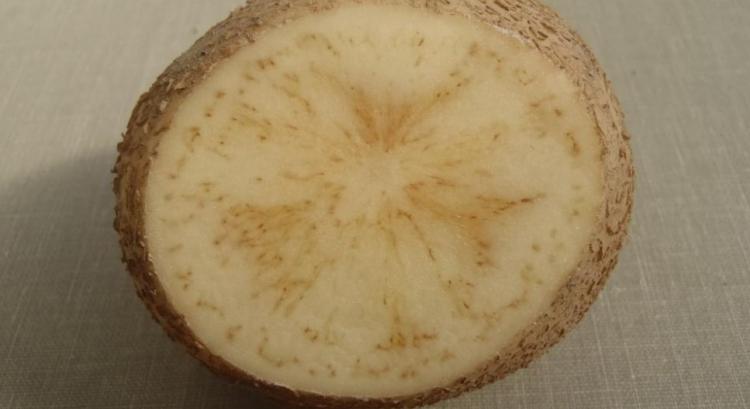 Spenótfehérjével a burgonya bakteriális betegsége ellen