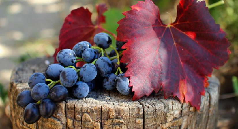 Tüzes vörös, telt bordó, kacér bíbor – Bordeaux világhódító borkülönlegességeinek nyomában