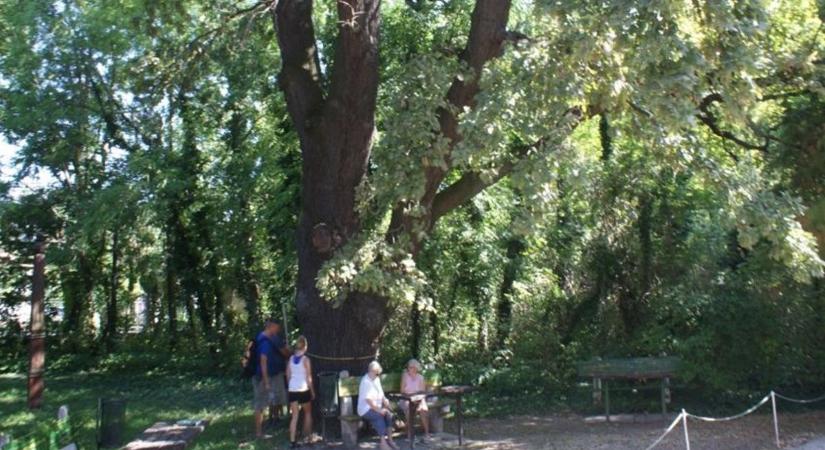 Komárom 253 millió forintos óriás, büszke matuzsáleme lehet az év fája