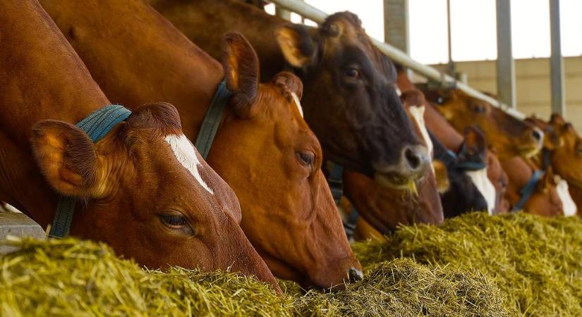 A száj- és körömfájás betegség hatására romlottak az agrárium kilátásai