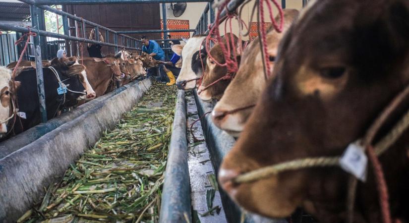 Ragadós száj- és körömfájás:ez az igazság a betegségről és a védekezésről