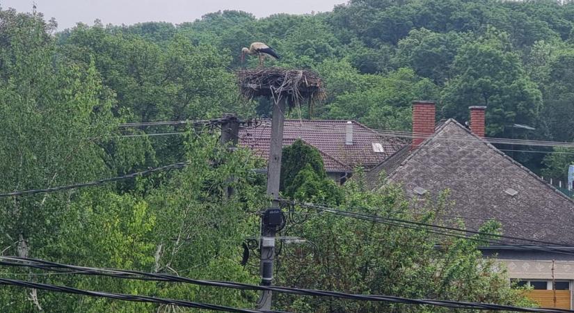 Elkésett az EON - Áramütés végzett a fészkéhez repülő gólyával, a párja azóta is várja