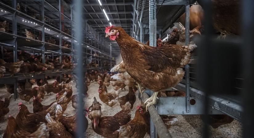 Egyre többen, de még nem elegen vállalják a ketrecmentes tartási rendszert