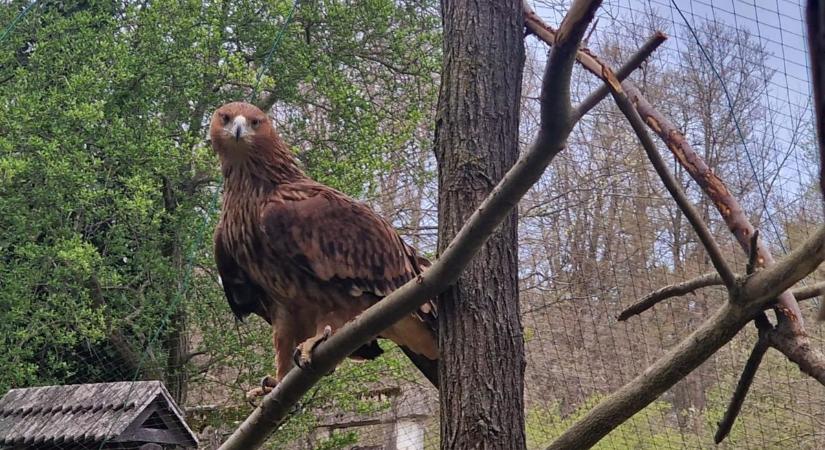 Cuki jövevények költöztek a Petesmalmi Vidraparkba