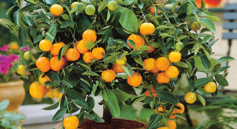 Citrusfélék a lakásban – A narancs télen