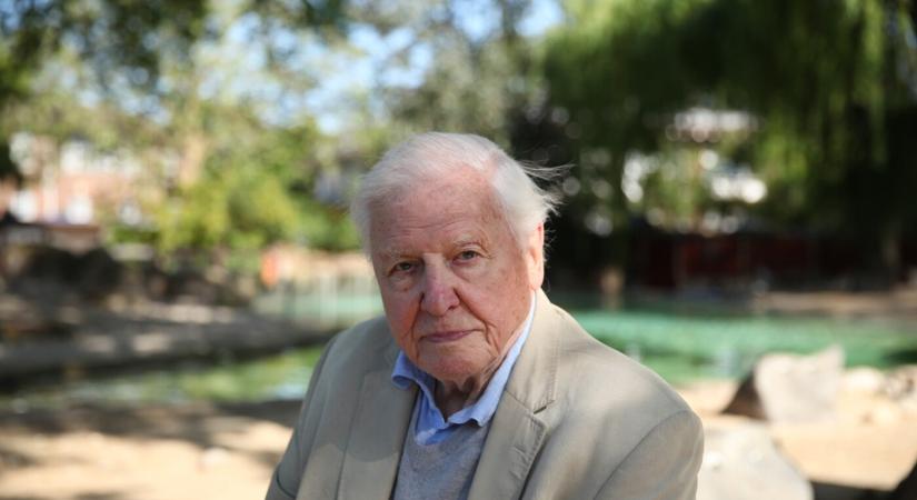 99 éves Sir David Attenborough, születésnapjára időzítette pályafutása legfontosabb filmjét