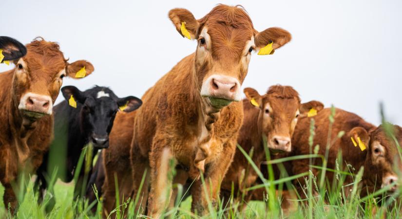 Friss! Meghosszabbítja Szlovákia a száj- és körömfájás betegség miatt az ellenőrzéseket a határon