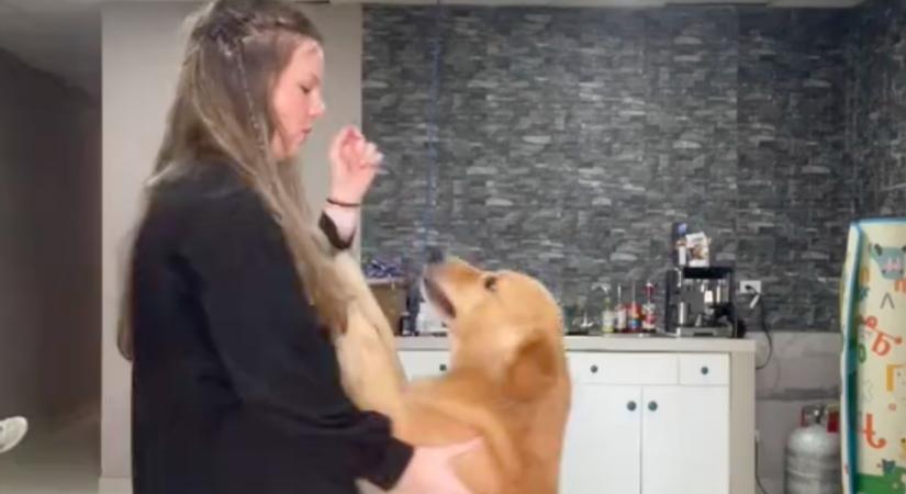 Videóra veszi a nő a golden retrievere oktatását: amikor visszanézi, majdnem sírva fakad - Videó