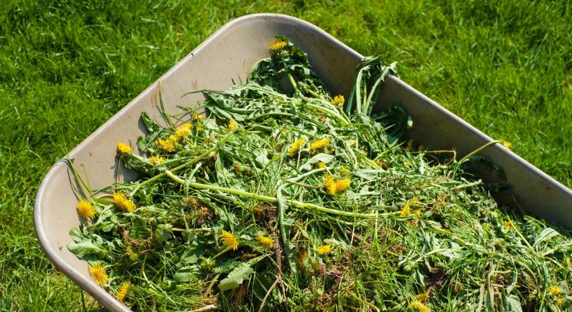 Kertész apósom megsúgta: fillérekbe kerül ez a csodaszer, és minden gyomtól megszabadulsz tőle
