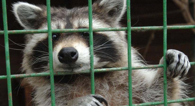 Metpipával játszó mosómedvét találtak egy közúti igazoltatás során Ohióban
