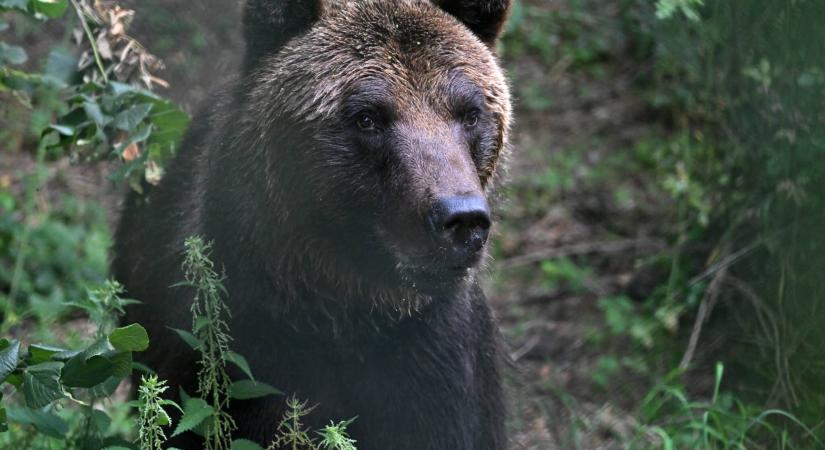 Megússza a börtönt a védett anyamedvét kilövő francia vadász