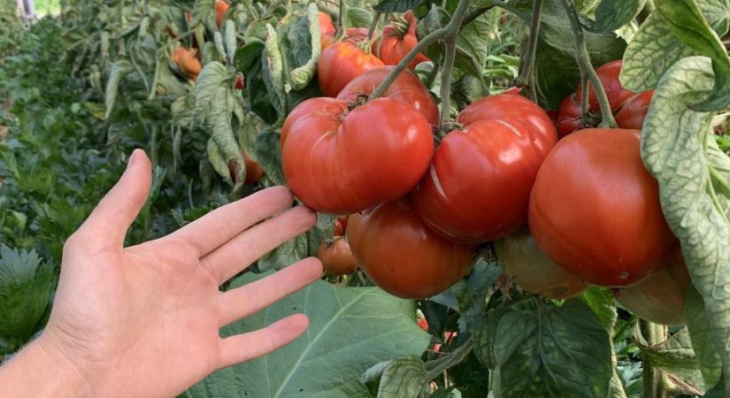 Megérkeztek a Lidl üzleteibe a hazai tájfajta paradicsompalánták