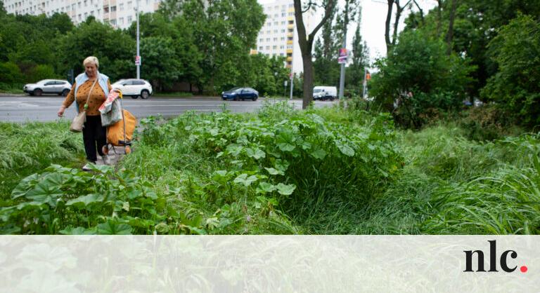 Városi vadon születik: derékig ér a gaz Óbudán