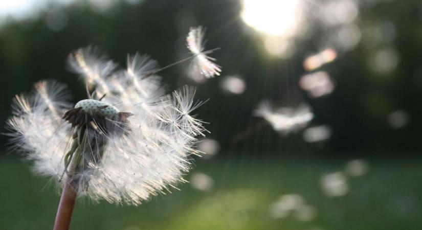 Az allergiaszezonban az ezzel kapcsolatos átverések is megszaporodnak- így lehet elkerülni ezeket!